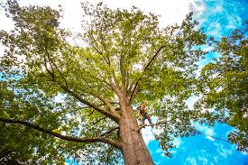 Best Fruit Tree Pruning  in Nyssa, OR