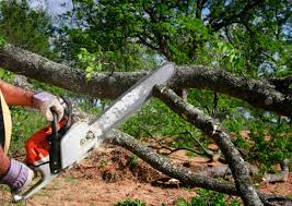 Best Tree Cabling and Bracing  in Nyssa, OR