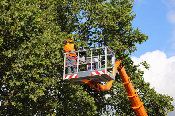 Best Lawn Maintenance Plans  in Nyssa, OR