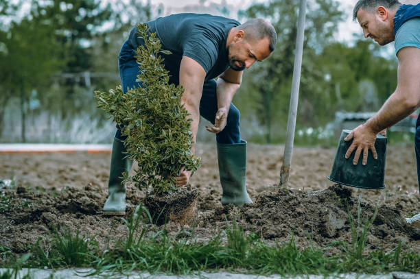 Best Hazardous Tree Removal  in Nyssa, OR