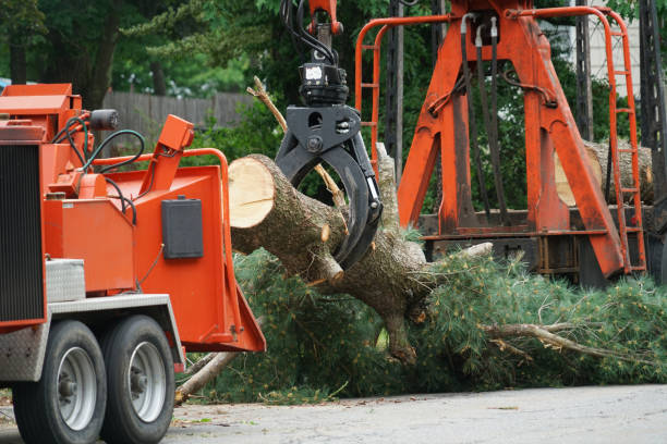 Best Tree Trimming and Pruning  in Nyssa, OR