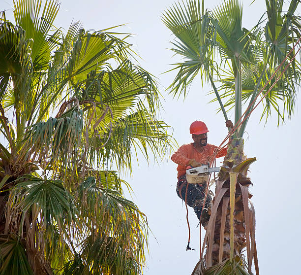 Best Tree Disease Treatment  in Nyssa, OR