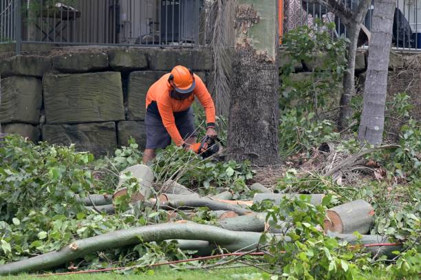 Best Tree Mulching  in Nyssa, OR