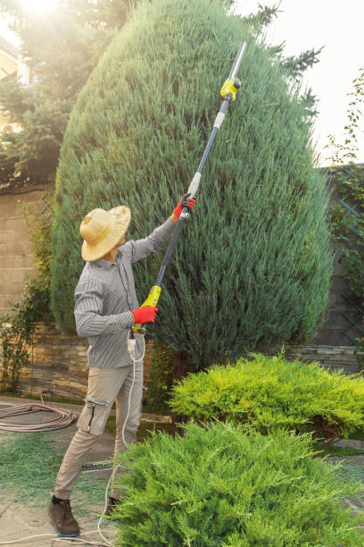 Best Tree Cabling and Bracing  in Nyssa, OR