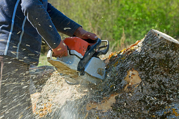 Best Seasonal Cleanup (Spring/Fall)  in Nyssa, OR