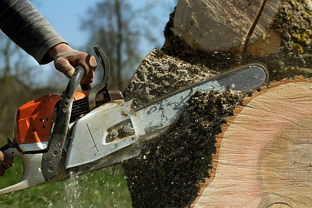 Best Lawn Renovation and Restoration  in Nyssa, OR